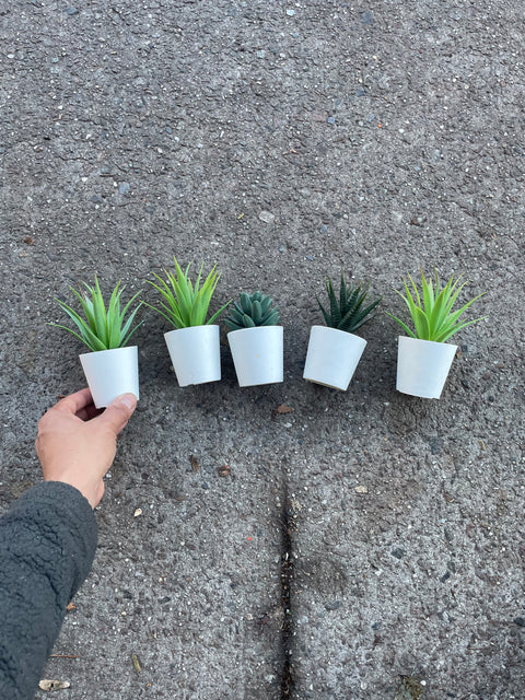 A Set of 5 Fake Little Plants