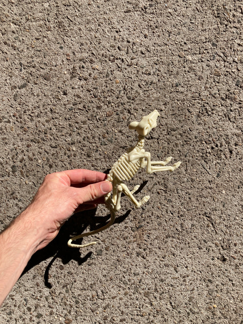 Plastic Rat Skeleton