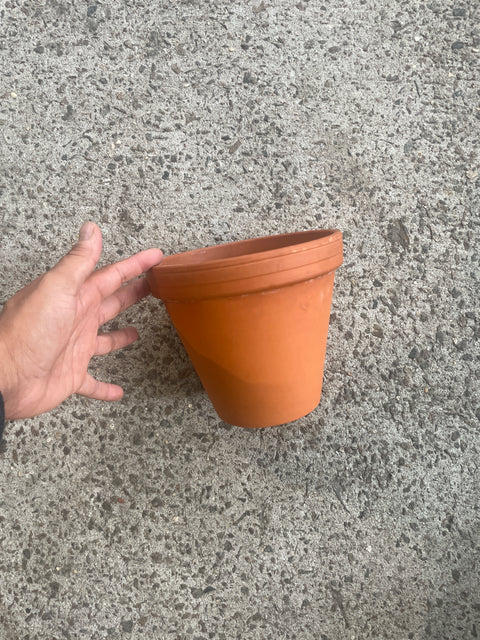 A Lone Wolf Terra Cotta Pot