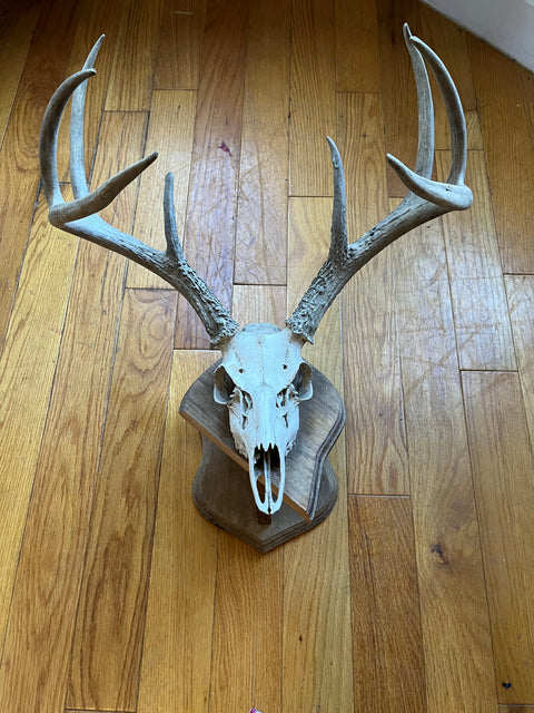 Deer Skull 4