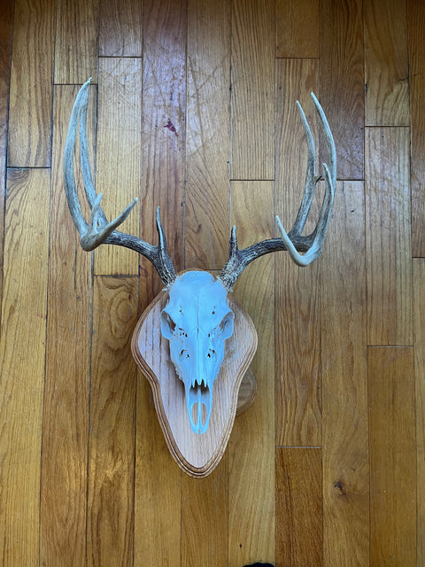 Deer Skull 2