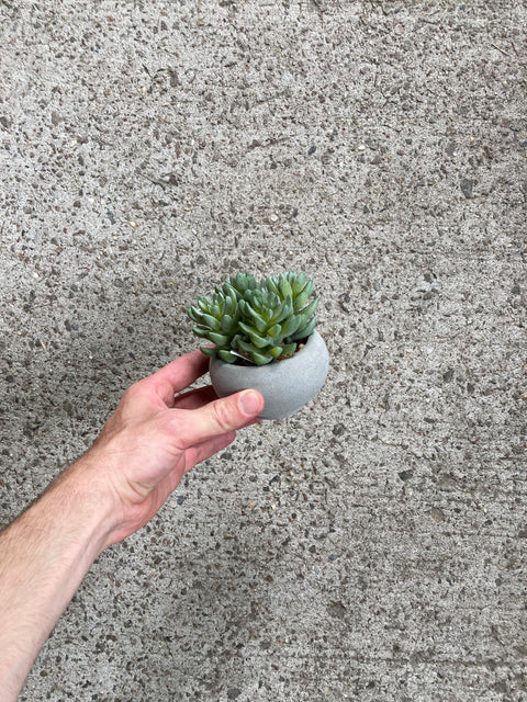 CB2 Fake Succulent Plant