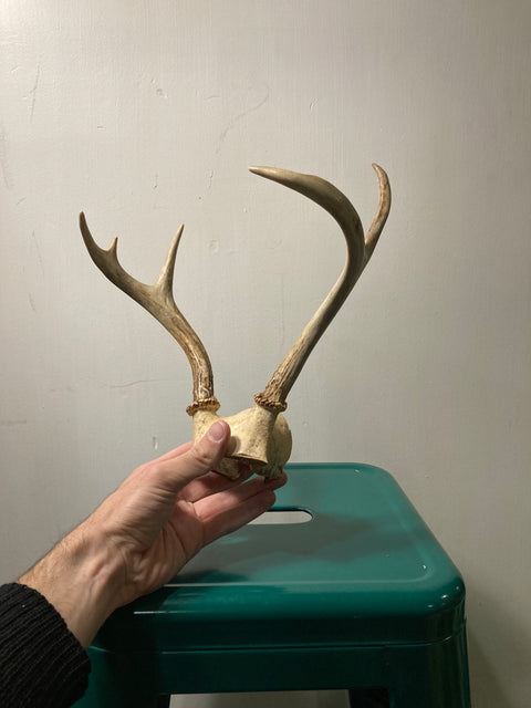 Deer Antlers