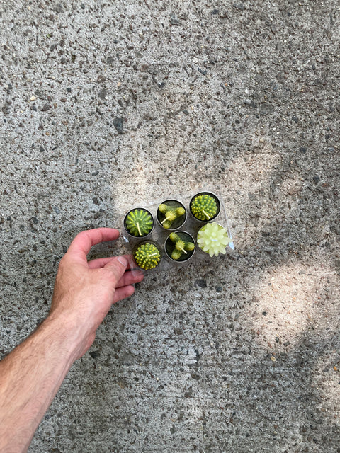 Cactus Tea Light Candles